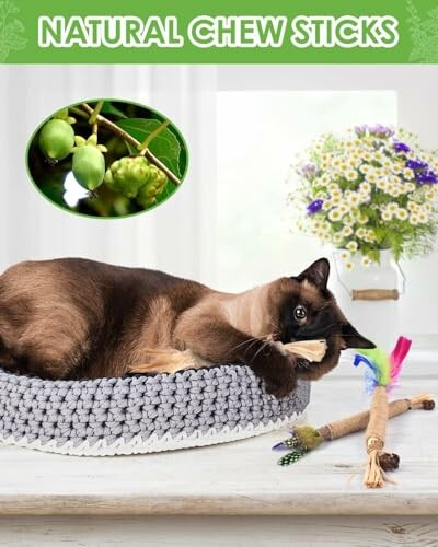 Siamese cat chewing on natural chew stick in a cozy bed.