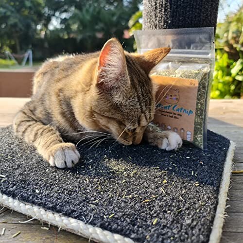 Cat lying on a mat with catnip bag nearby