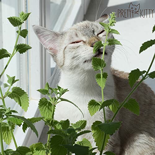 Cat sniffing green plants by a window