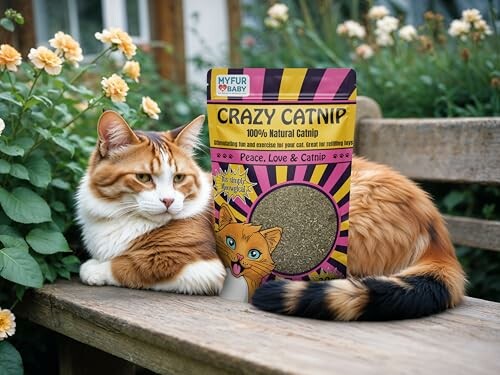 Cat sitting on a bench next to a package of Crazy Catnip.