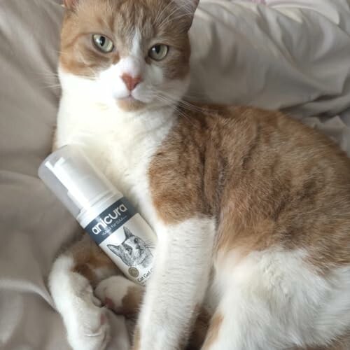 Cat lying on a bed with a pet care product.