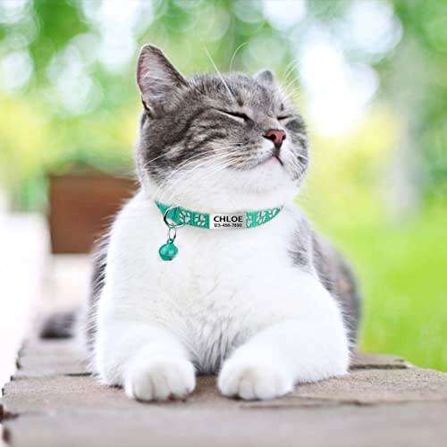 Grey and white cat wearing a teal collar with a bell