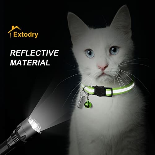 White cat wearing a reflective collar with a bell and tag.